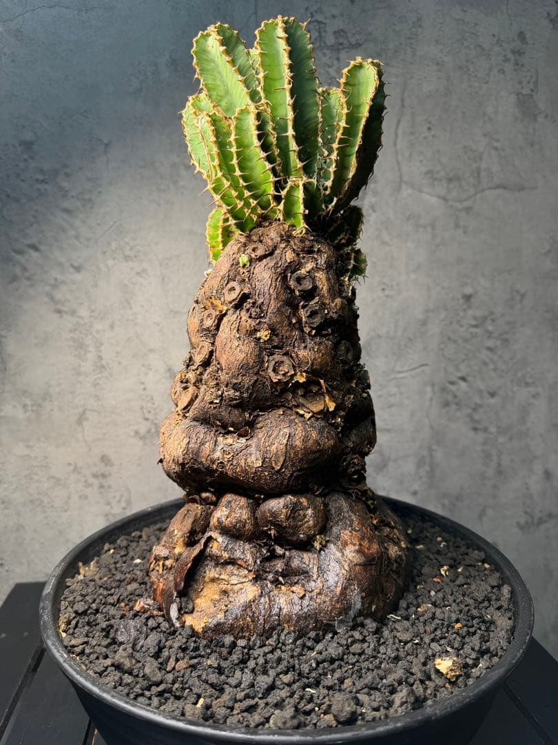 Kawasakiz1様. 【超特大・極上株】ユーフォルビア ムランジーナ