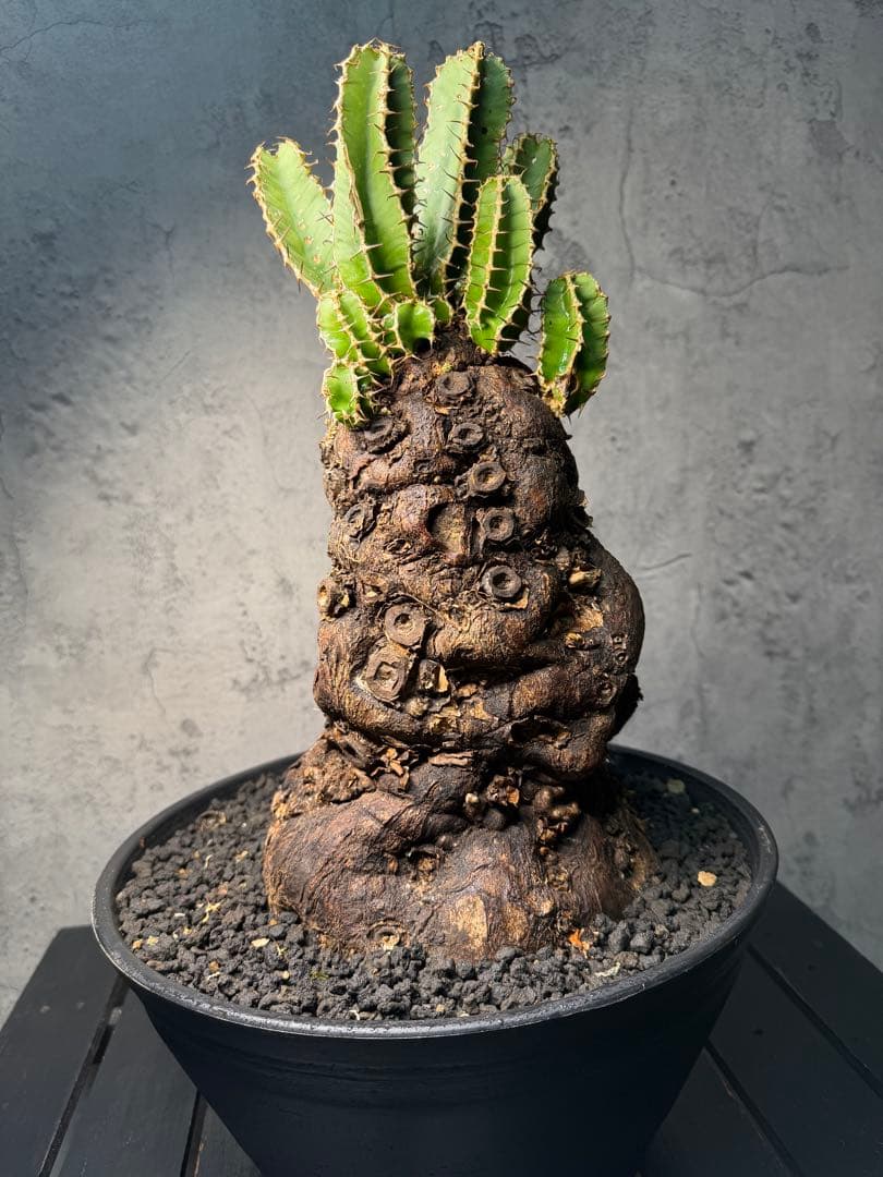 Kawasakiz1様. 【超特大・極上株】ユーフォルビア ムランジーナ