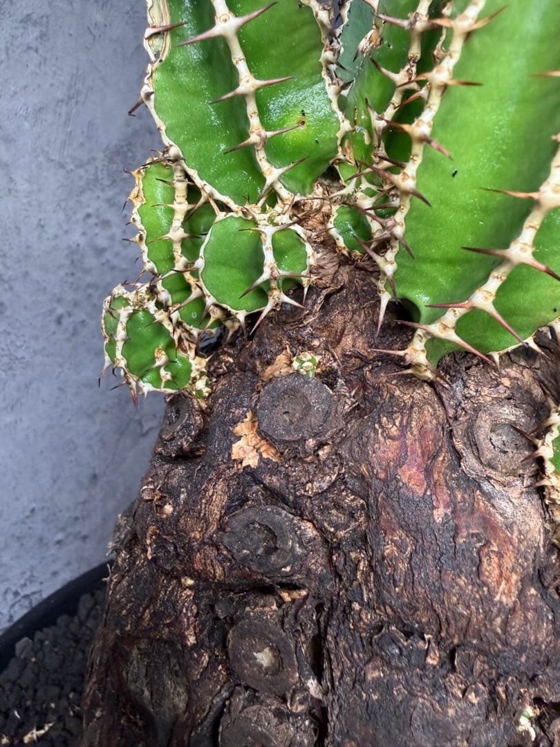 Kawasakiz1様. 【超特大・極上株】ユーフォルビア ムランジーナ