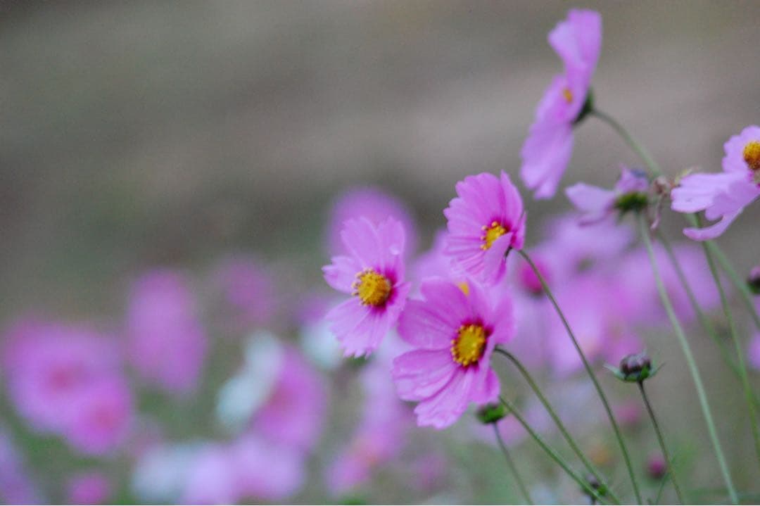 Nikon D40 ダブルズーム　SDカードリーダー付(シャッター回数3082)