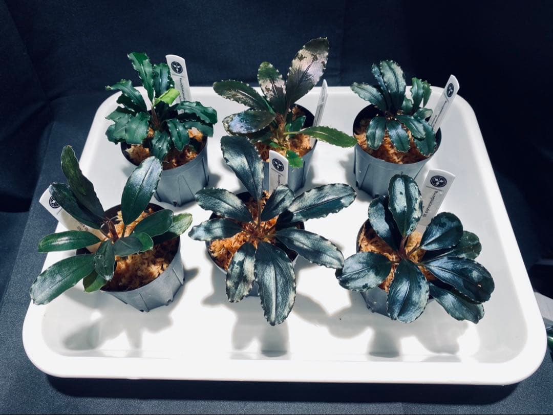 【ハイクラス】ブセファランドラセット