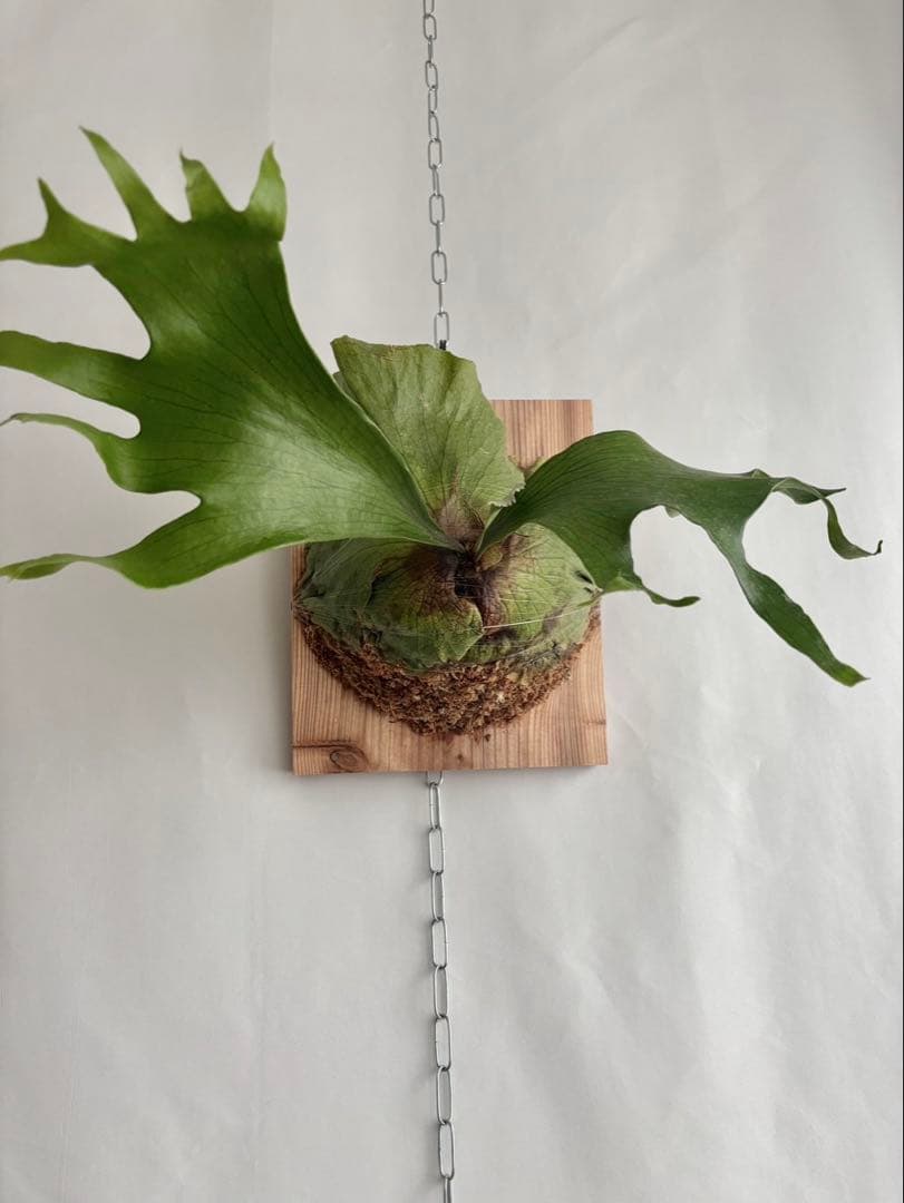 【特大】P. hillii×coronarium'Flamenco