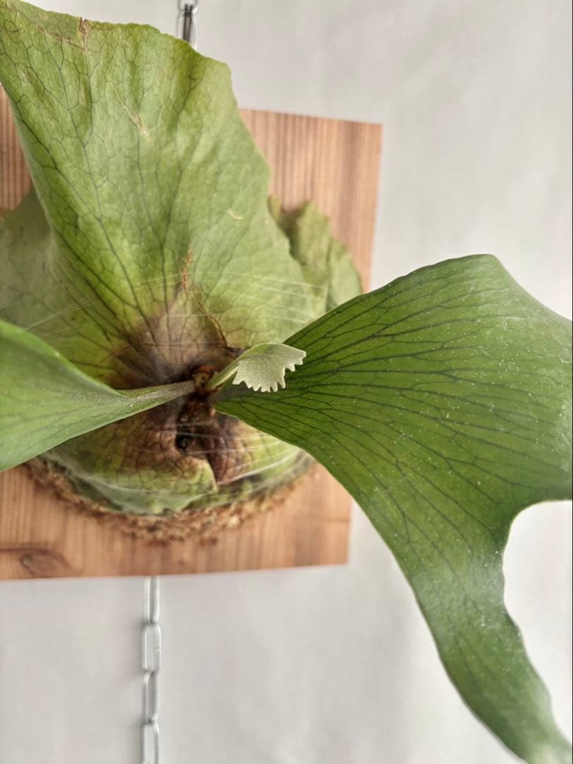 【特大】P. hillii×coronarium'Flamenco