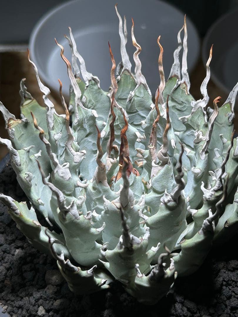 まかいきしアガベutahensis eborispina陽炎 白刺