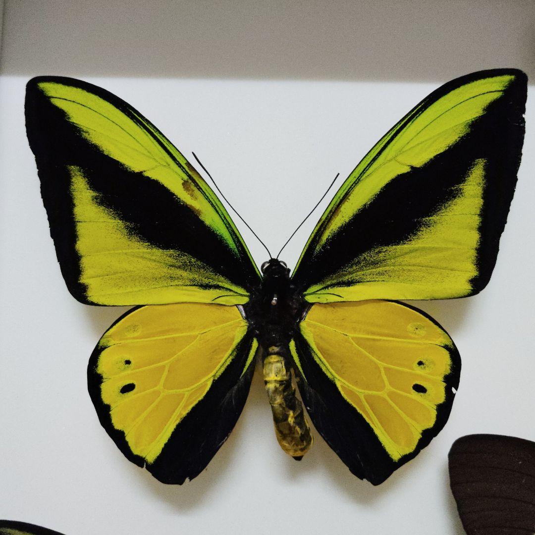 ゴライアストリバネアゲハ　亜種samson　西イリアンarfak mt産