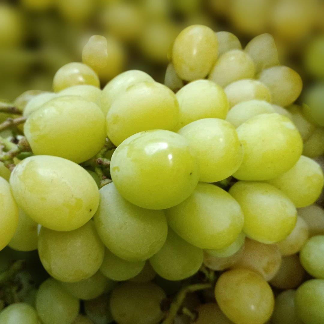 シャインマスカッ写真青色参考の、徳用5.5キロ入りの粒バック入りになります。