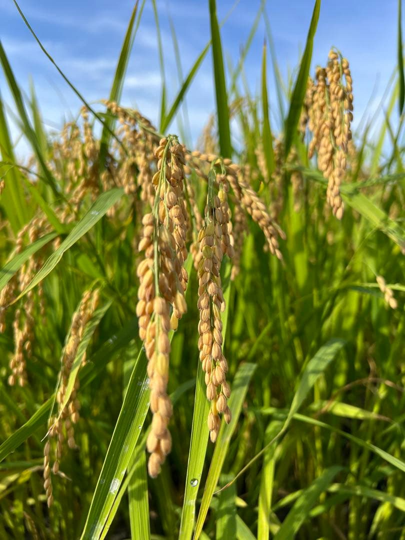 【令和7年産】【一等米】新潟県産従来品種コシヒカリ精米(白米)10kg B④