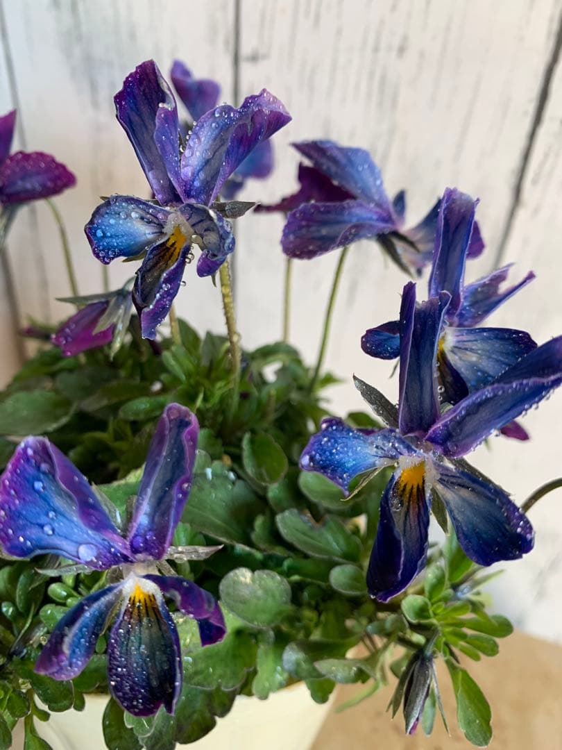 ⚠️専用ページ⚠️ パルプンテ　極美苗