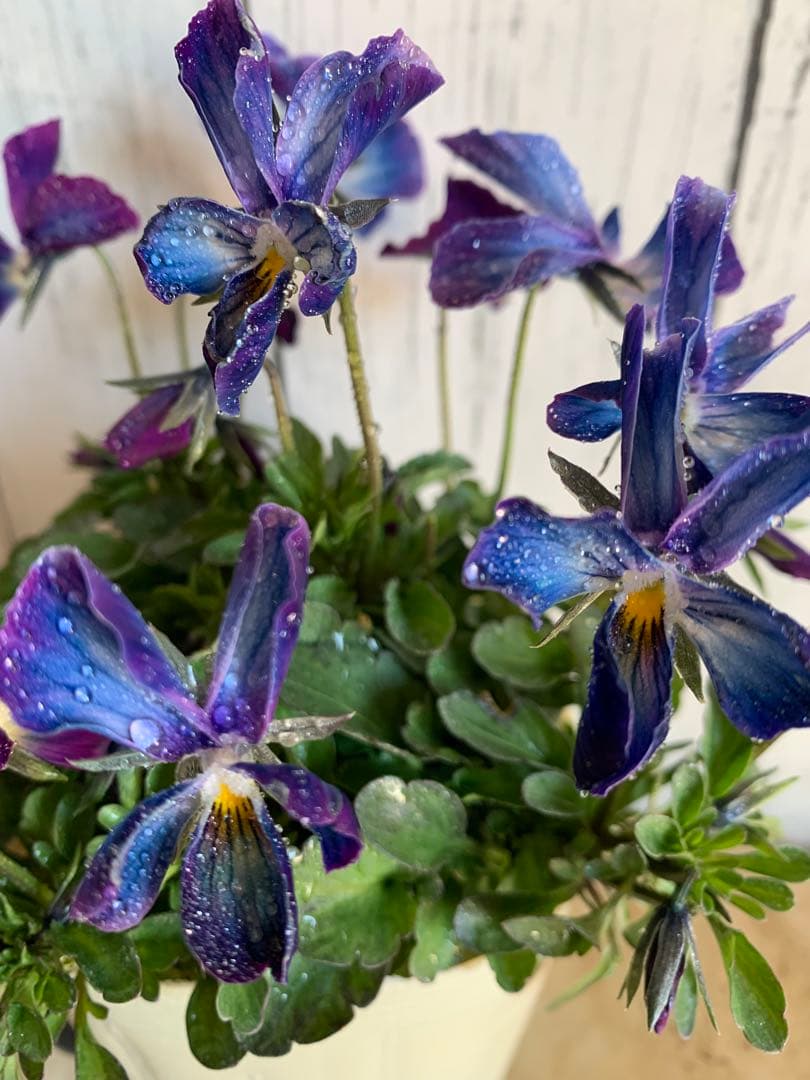 ⚠️専用ページ⚠️ パルプンテ　極美苗