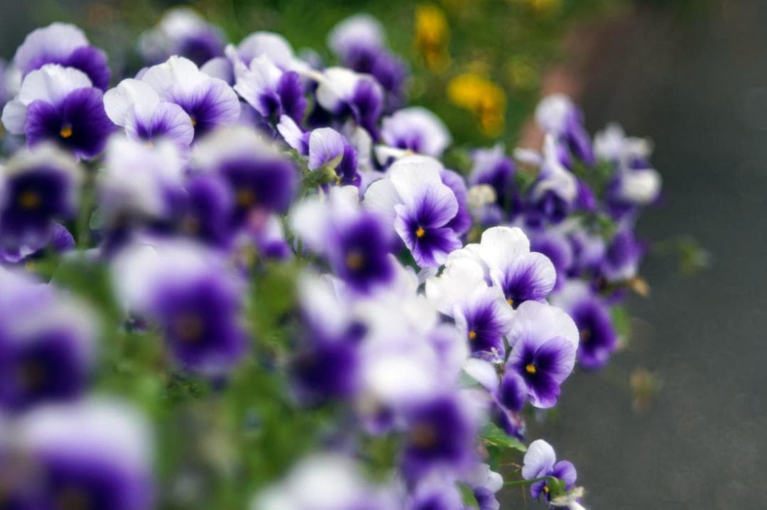 55 未使用　バブルボケレンズ Pentacon（Diaplan)80mmM42