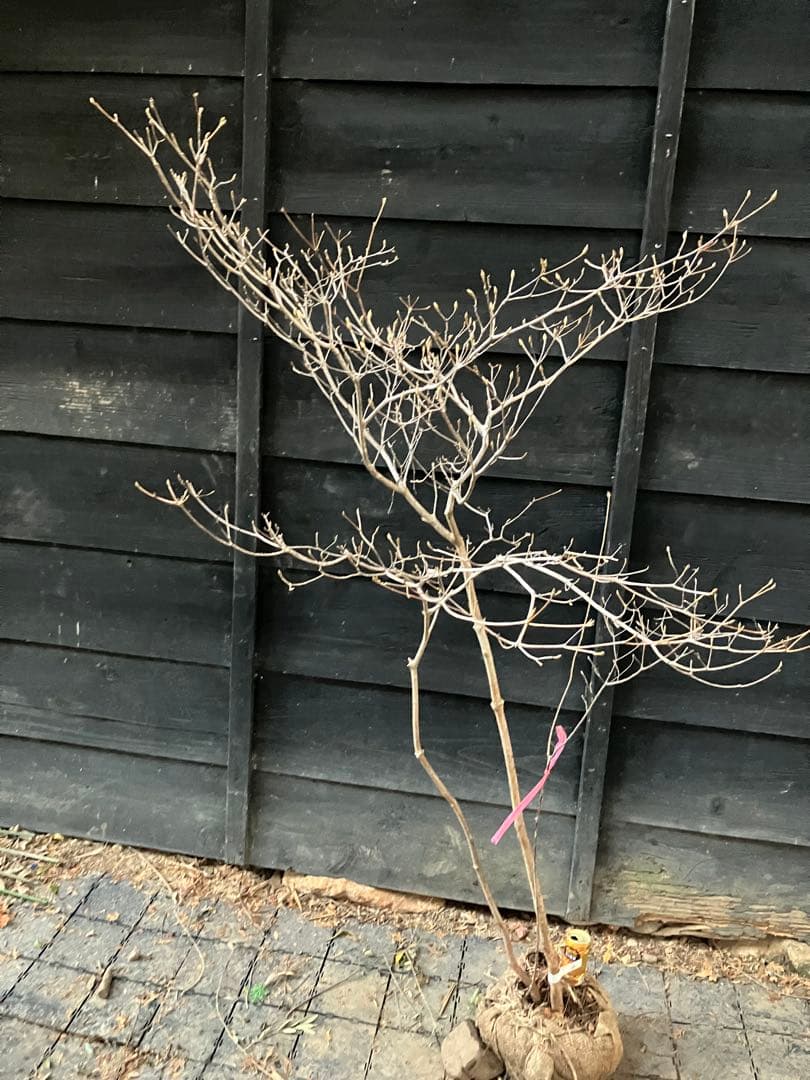 60 山採り　ミツバツツジ　バイカツツジ付き