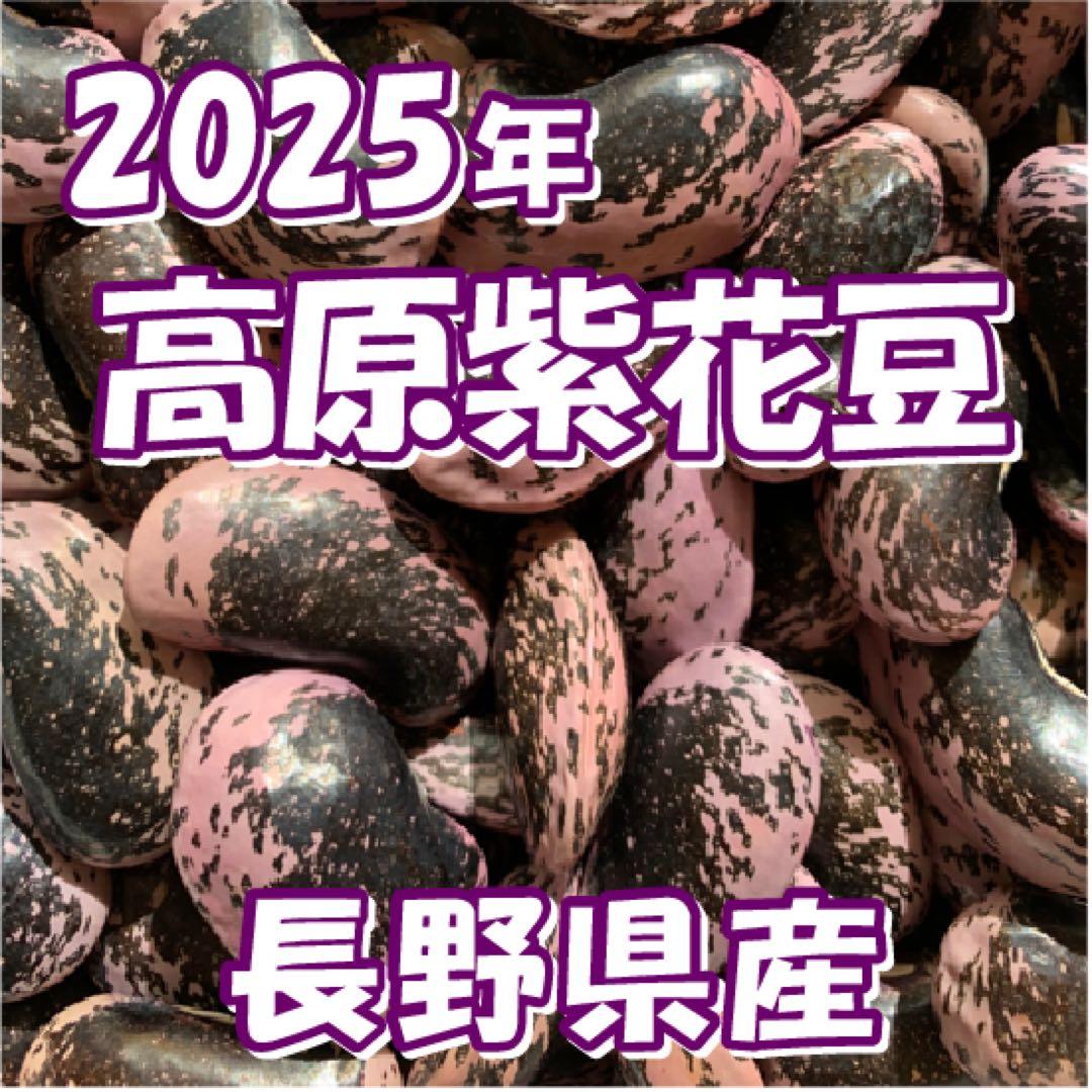 高原紫花豆 4kg 2025年産 長野県八ヶ岳麓産　自家製