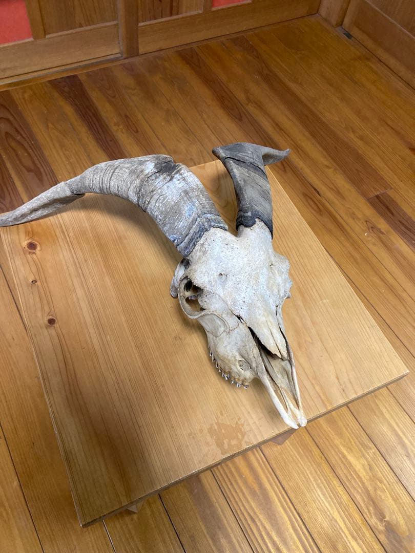 さ*く様 雄山羊のスカルオブジェ