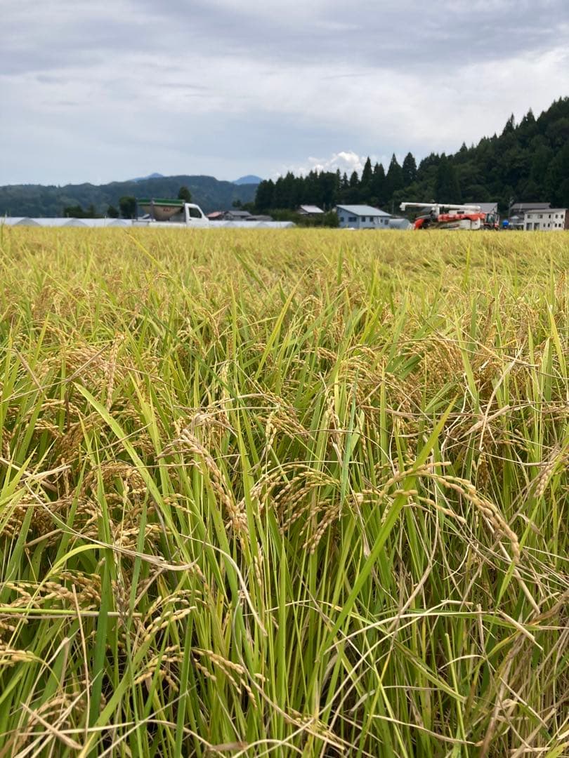 令和7年魚沼産コシヒカリ精米30kg