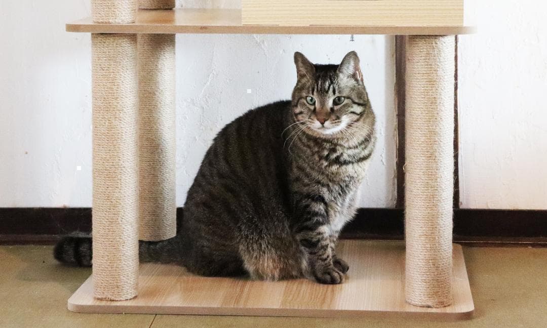 アウトレット キャットタワー 木製 宇宙船　展望台　多頭飼い 大型猫　178cm