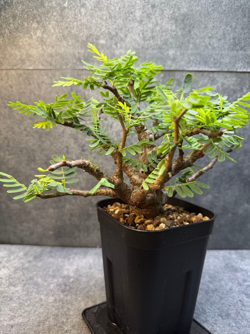 センナ　メリディオナリス　海外実生　発根済み　402