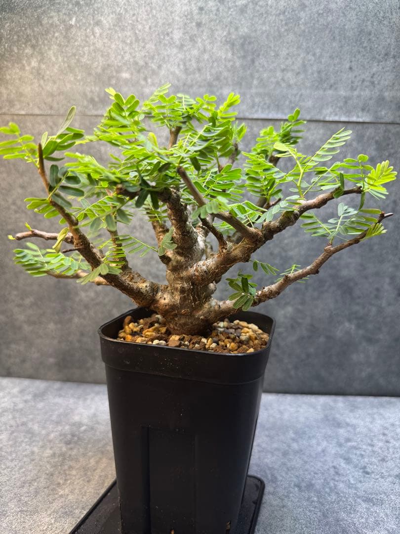 センナ　メリディオナリス　海外実生　発根済み　402