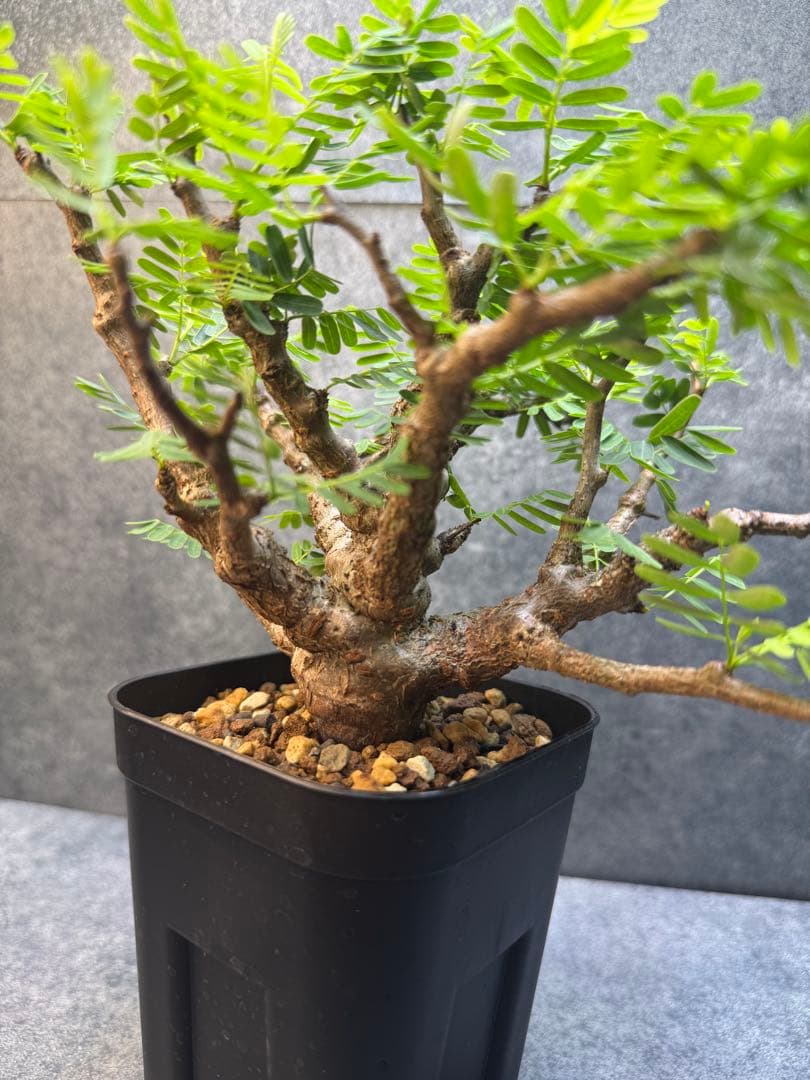 センナ　メリディオナリス　海外実生　発根済み　402