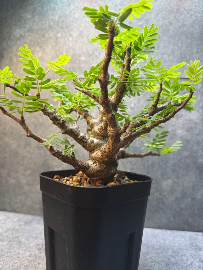 センナ　メリディオナリス　海外実生　発根済み　402