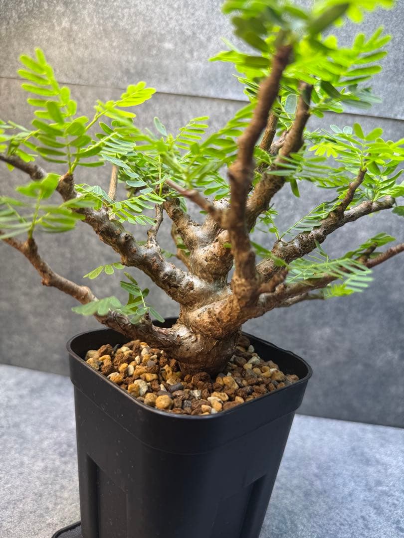 センナ　メリディオナリス　海外実生　発根済み　402