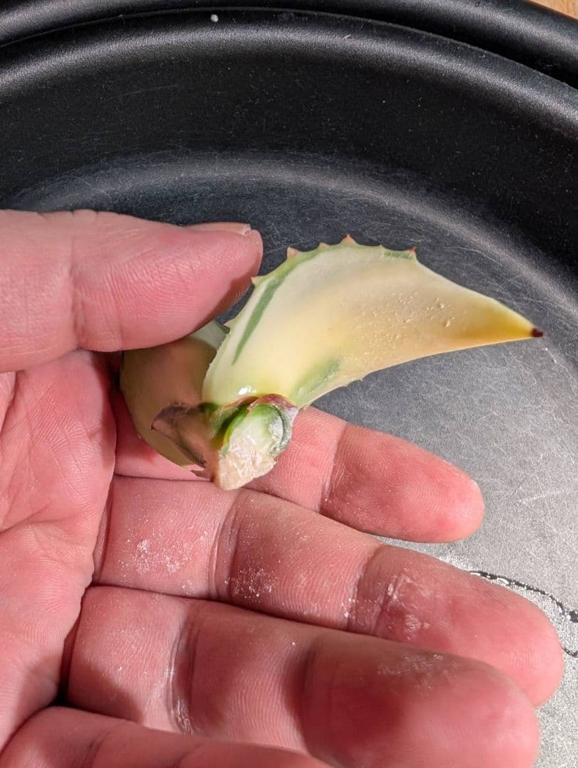 M*K様 アガベオバティフォリア黄中斑　未発根子株