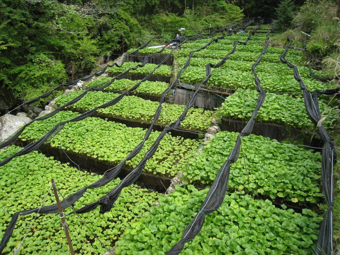 静岡県産　わさび苗　１００本　ワサビ　苗