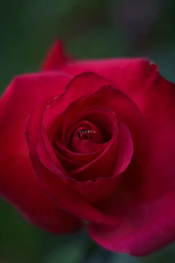 ぬれがらす様現代最小の標準！Elmar-M 50mm F2.8 E39