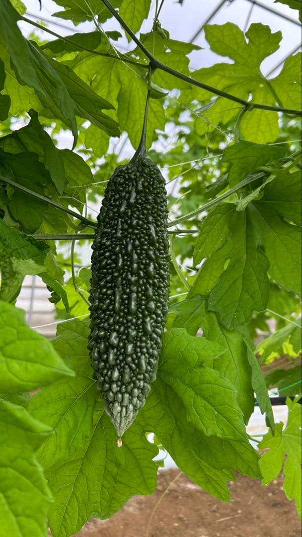 Rita55  宮古島産 ゴーヤー 8kg