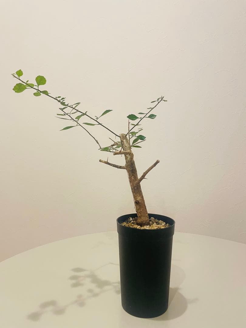 コミフォラ シンプリキフォリア