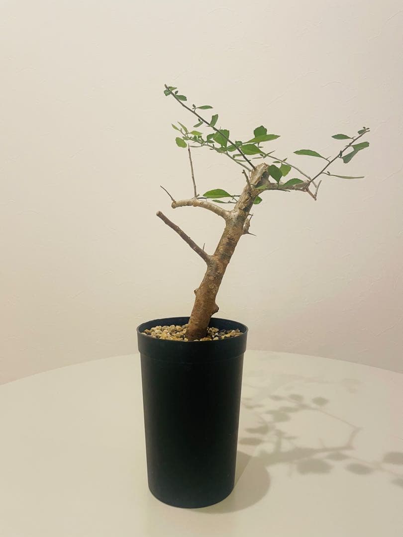 コミフォラ シンプリキフォリア