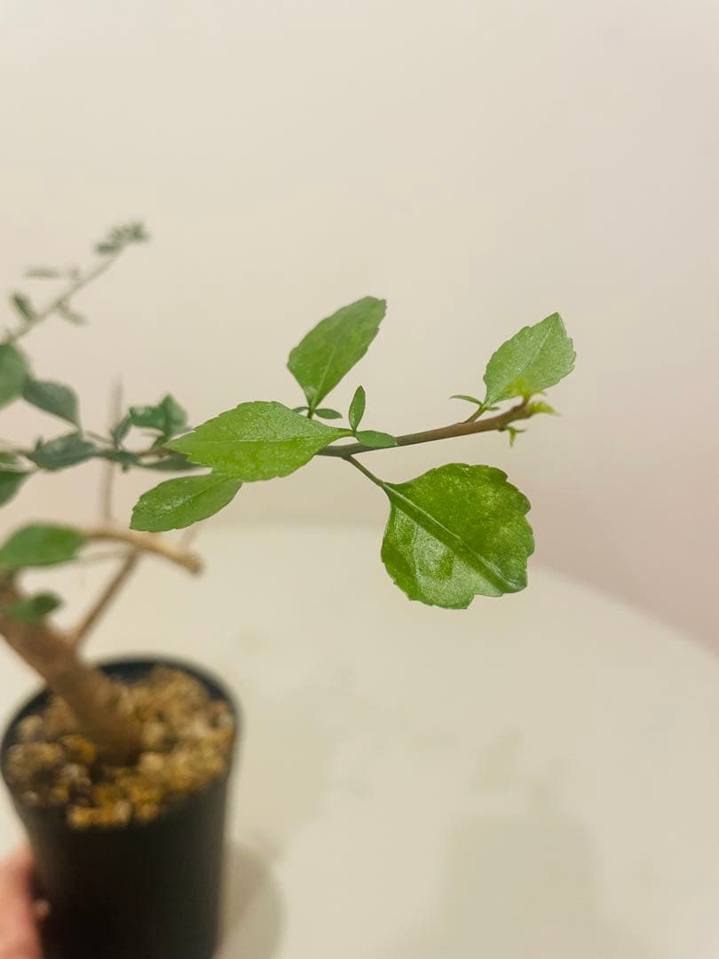 コミフォラ シンプリキフォリア