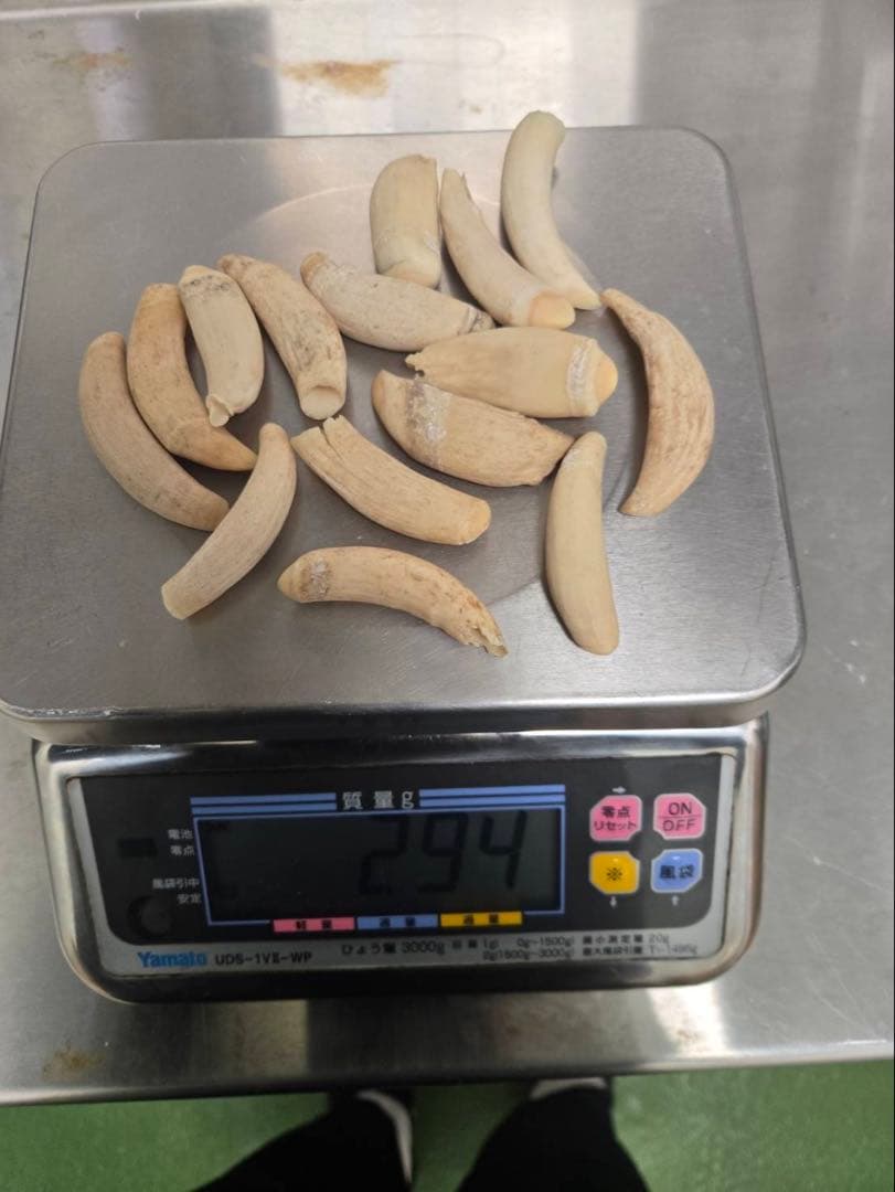 マッコウクジラの歯 アクセサリー素材 15個セット