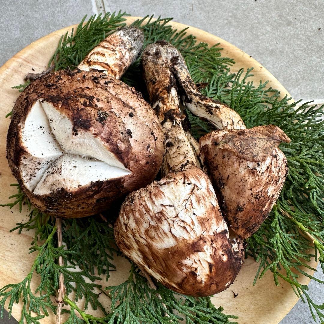 信州産松茸218g【訳あり】