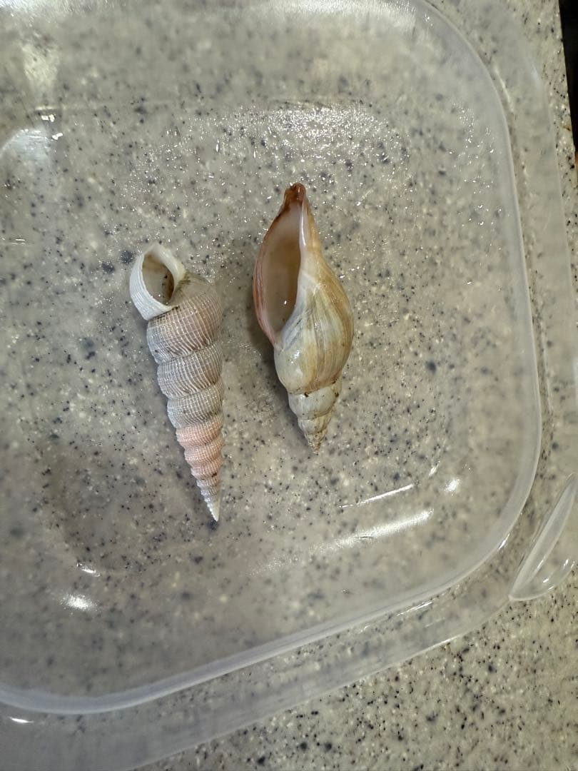 貝　まとめ売り