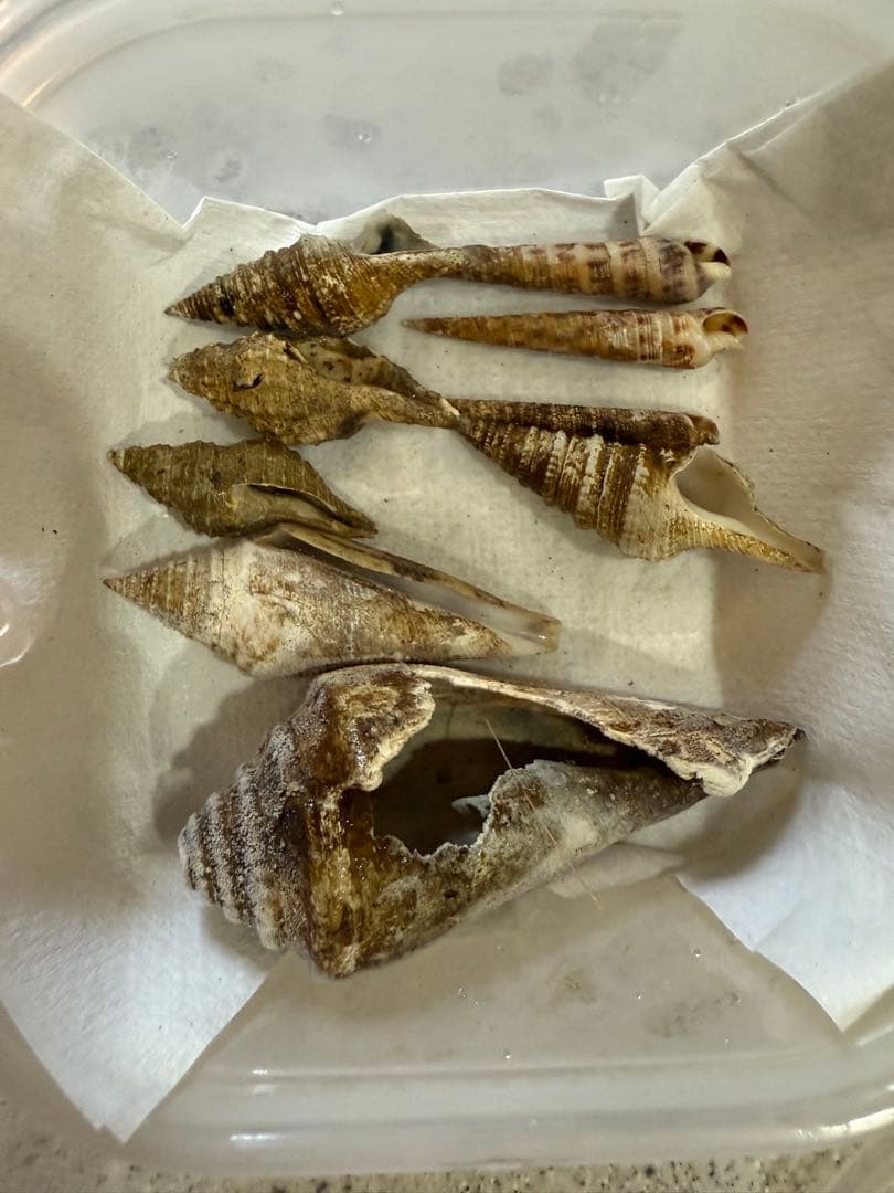 貝　まとめ売り