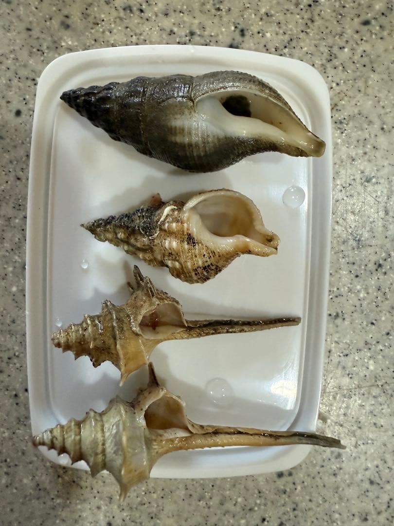 貝　まとめ売り