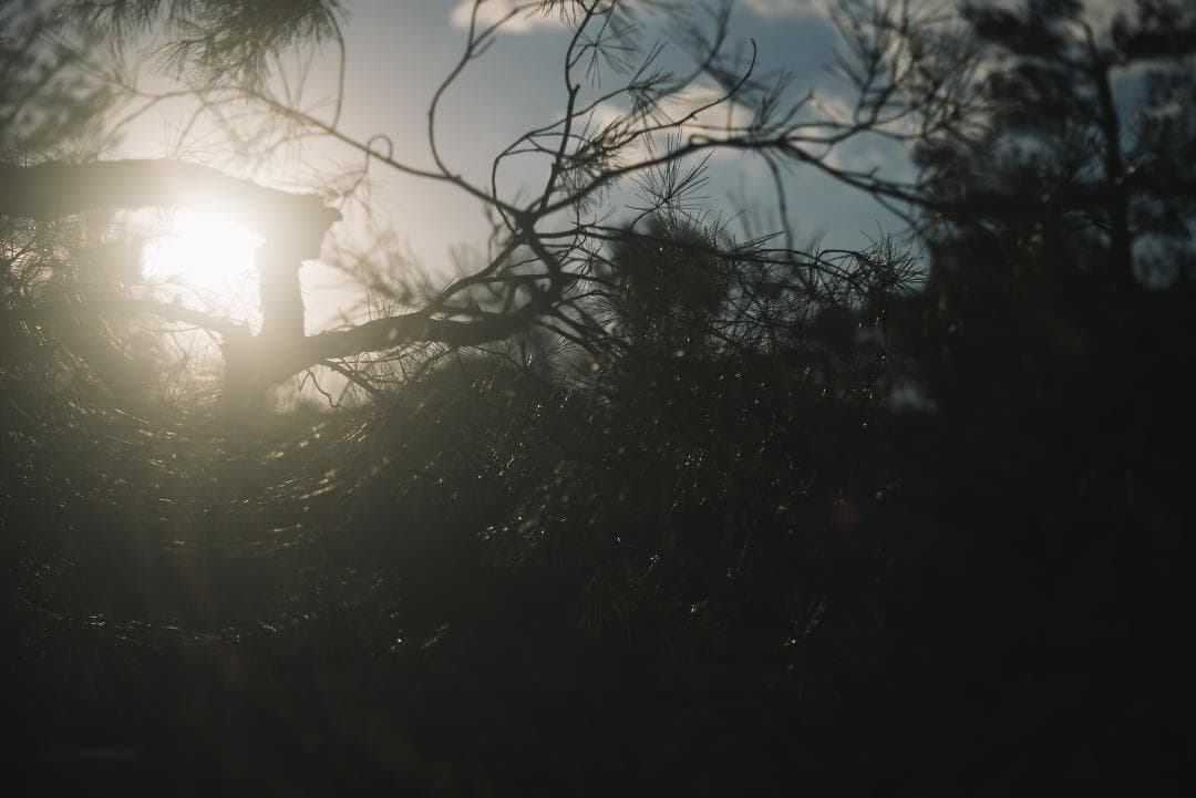 mauLR様　Leica Elmar 65mm F3.5 Visoflex