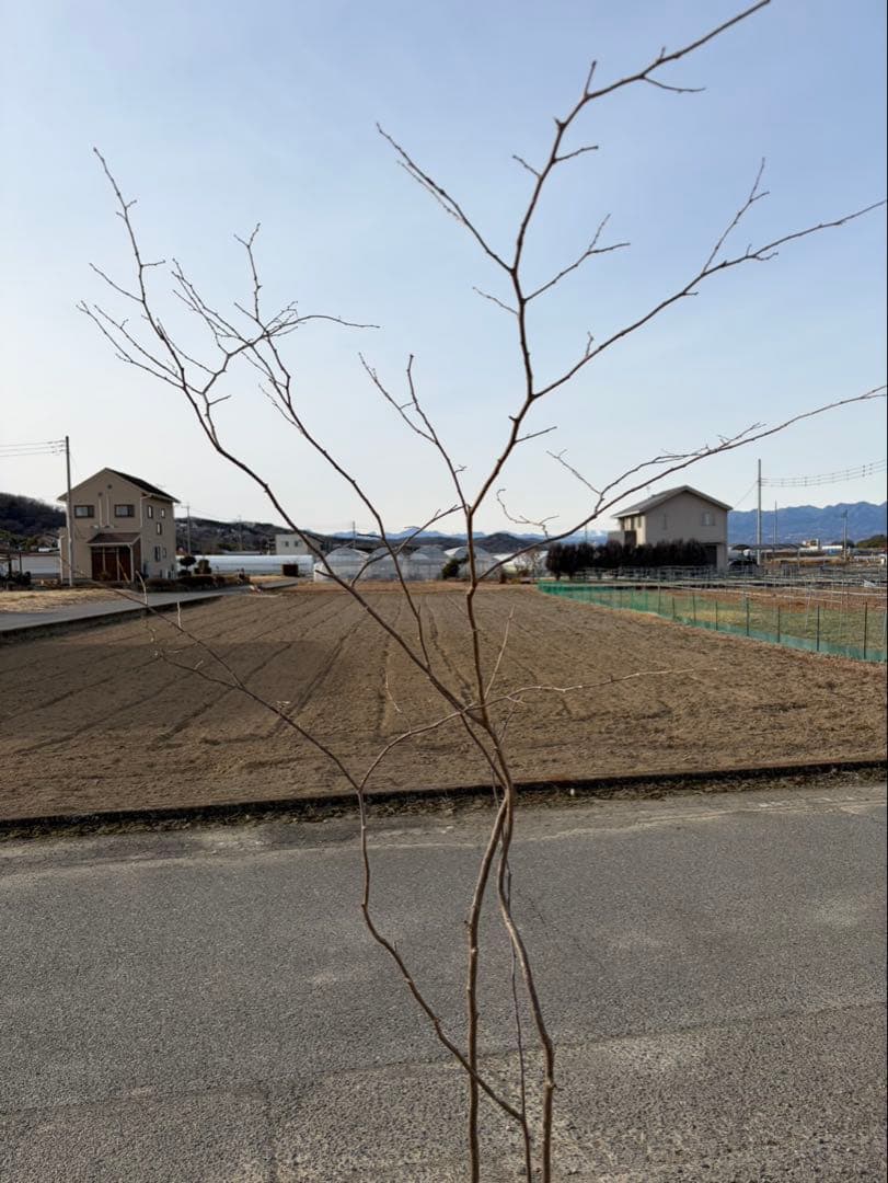 山採り ナツハゼ 自然樹形