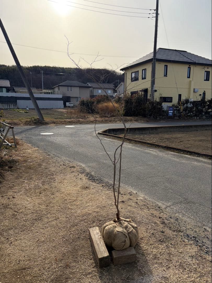 山採り ナツハゼ 自然樹形