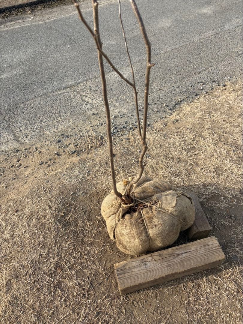 山採り ナツハゼ 自然樹形