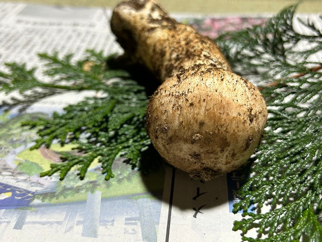 ☆信州産松茸☆今現在約90グラム☆まつたけ☆クール便送料込み☆国産松茸☆