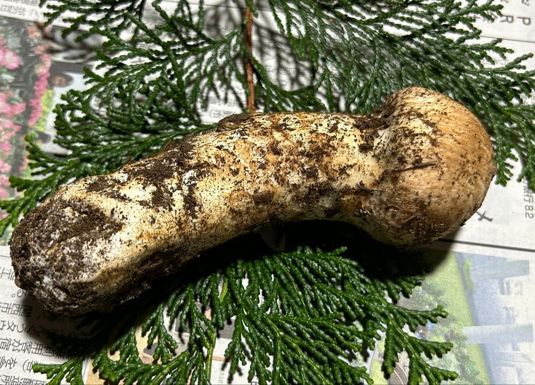 ☆信州産松茸☆今現在約90グラム☆まつたけ☆クール便送料込み☆国産松茸☆