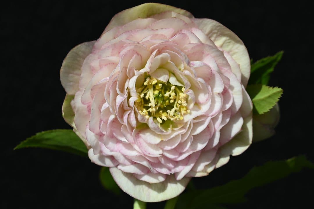 クリスマスローズ　認定ピンクアフロディーテ　加藤農園