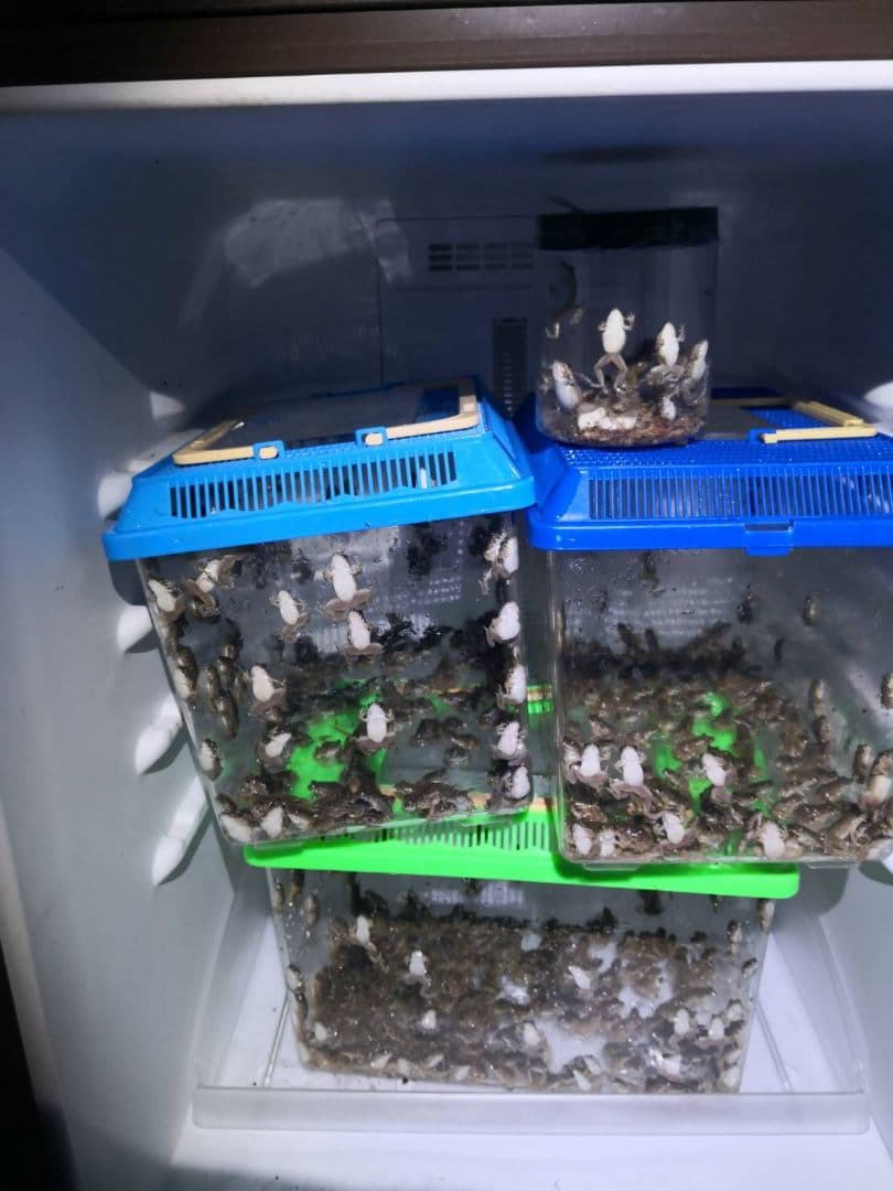 二百匹【冷凍】SS 餌用カエル ヌマガエル エサ用 爬虫類 蛇の餌 ヘビ トカゲ