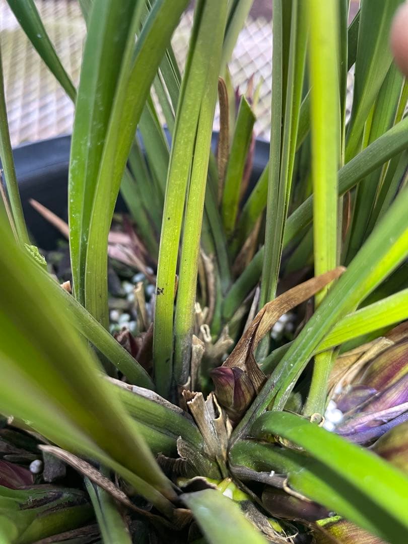 R8年キンリョウヘン花芽10本#1