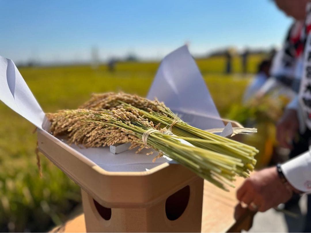 特別栽培米きぬひかり 精米10キロ