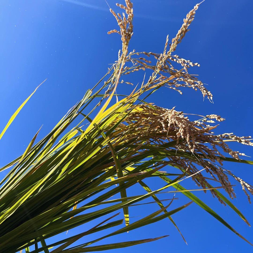 特別栽培米きぬひかり 精米10キロ