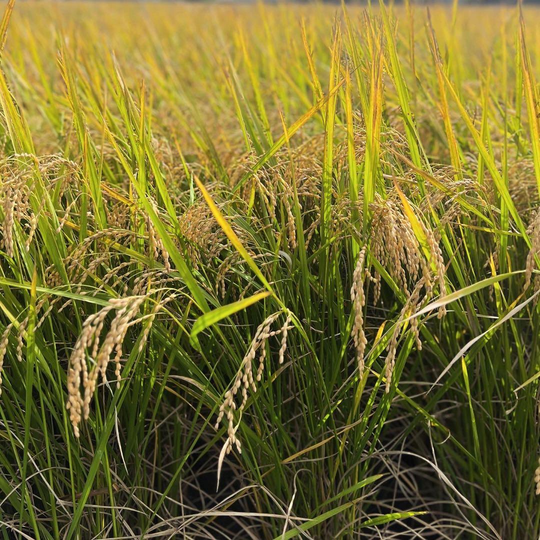 特別栽培米きぬひかり 精米10キロ