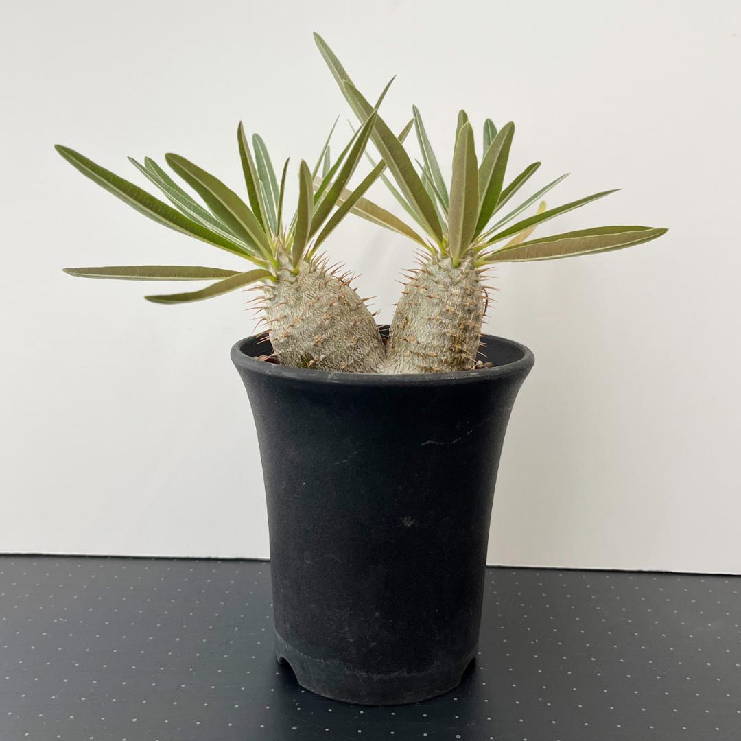 パキポディウム・グラキリス　実生株 2頭