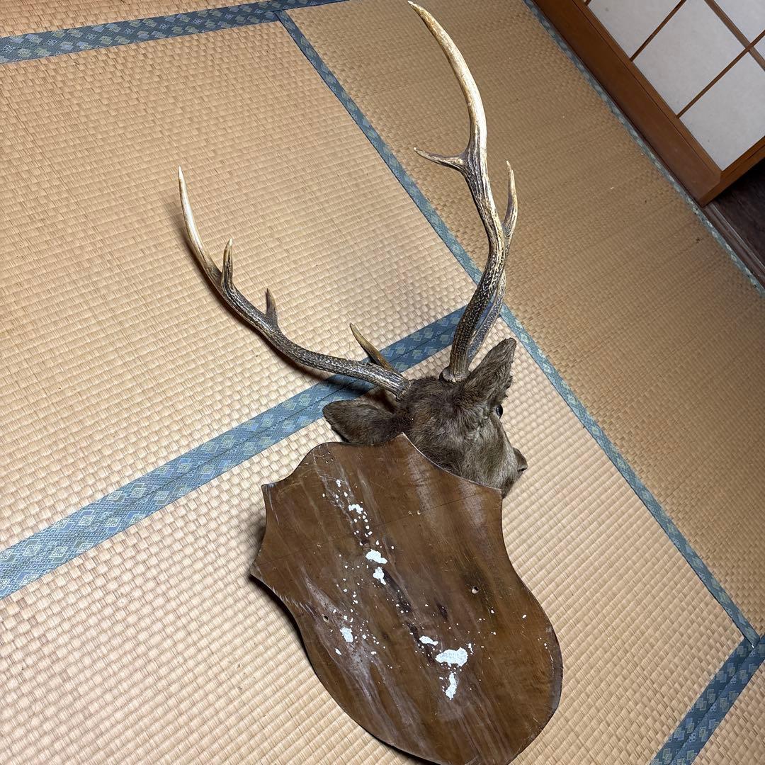 ハンティングトロフィー 鹿の剥製 蝦夷鹿の剥製 壁飾り 船橋市引き取り割引有り